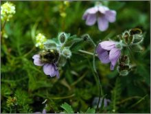 honey flowers